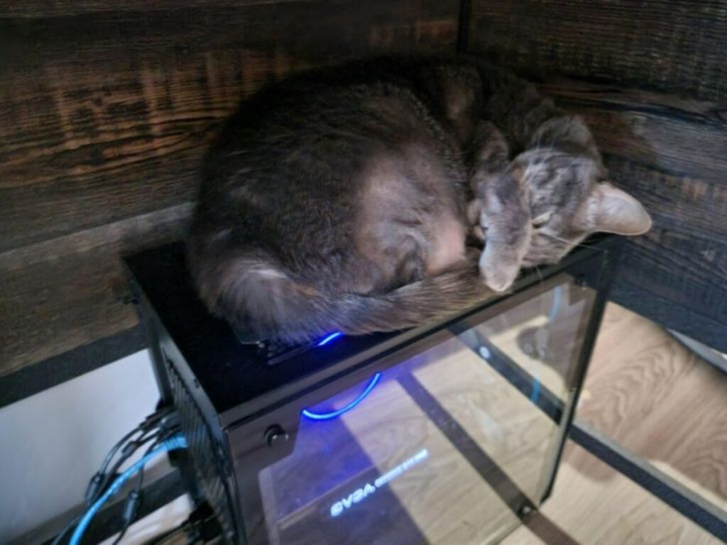 gatto sul pc