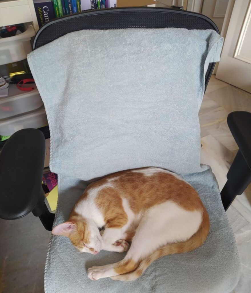 gatto sopra sedia