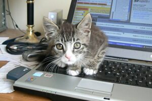 6 foto di gatti che non lasciano mai lavorare i genitori