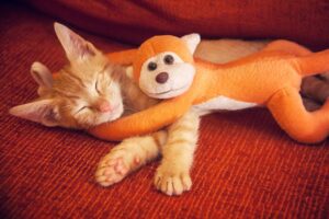 6 foto di gatti che non possono fare a meno dei loro peluche