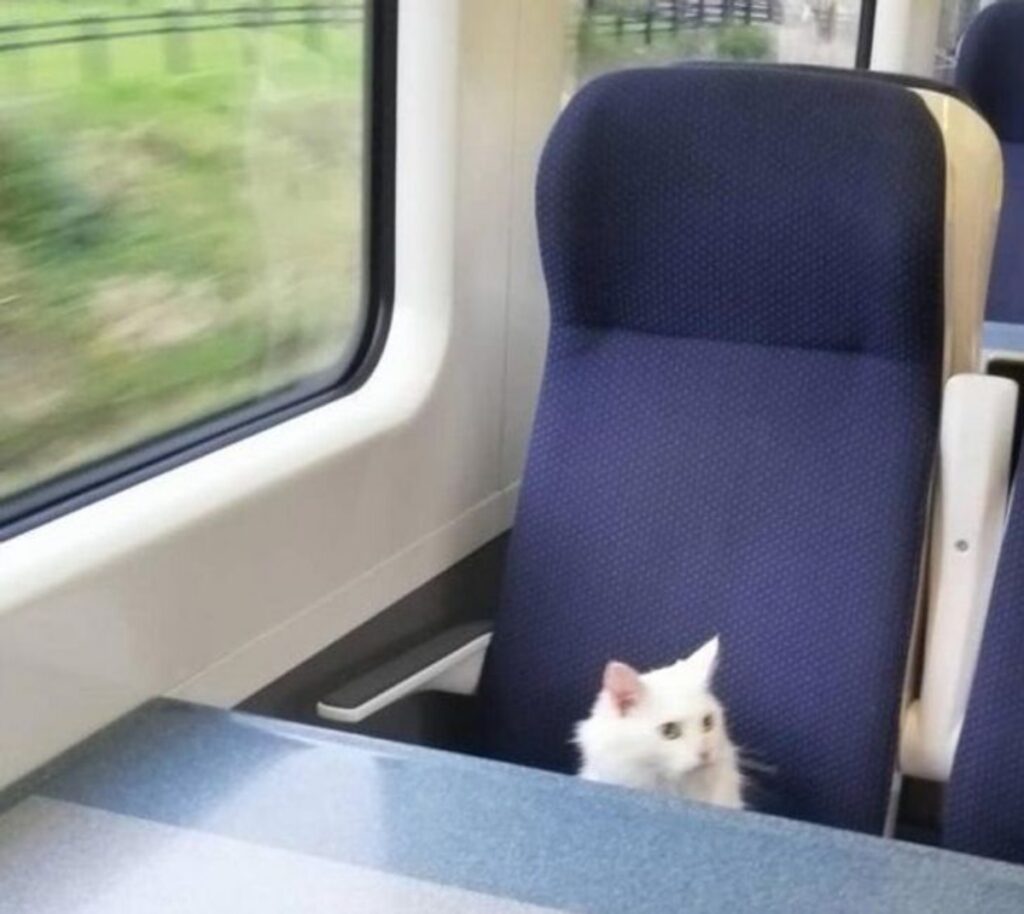 gatto sedile treno