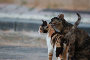 6 foto di gatti che sono l’esempio di genitore perfetto