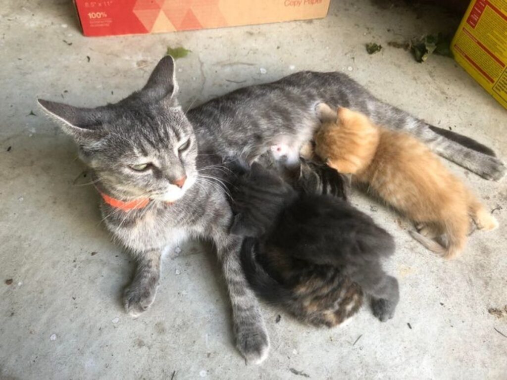 gatti randagi madre