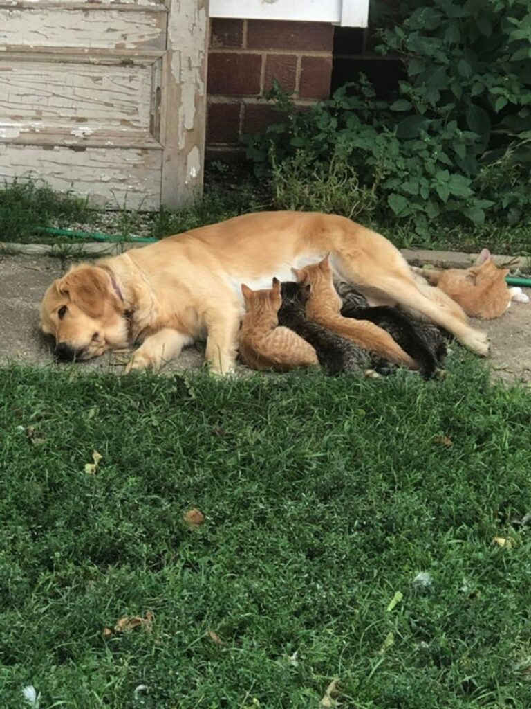 cane mamma piccoli