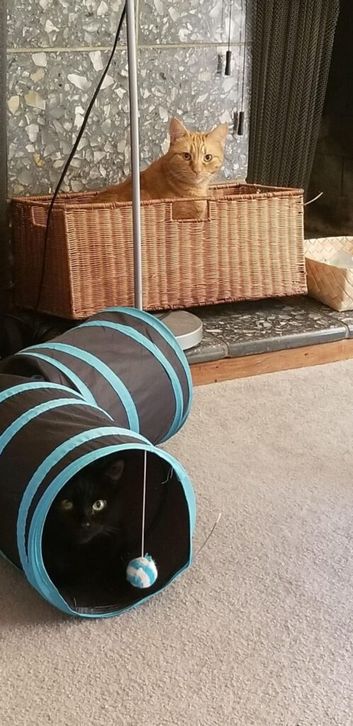 gatto nel tubo