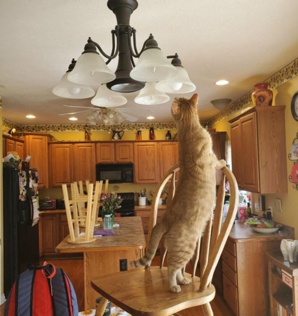 felino guarda lampadario