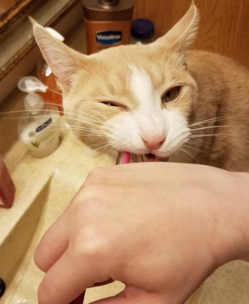 gatto morde spazzolino