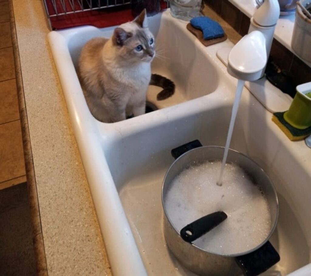 gatto fissa acqua