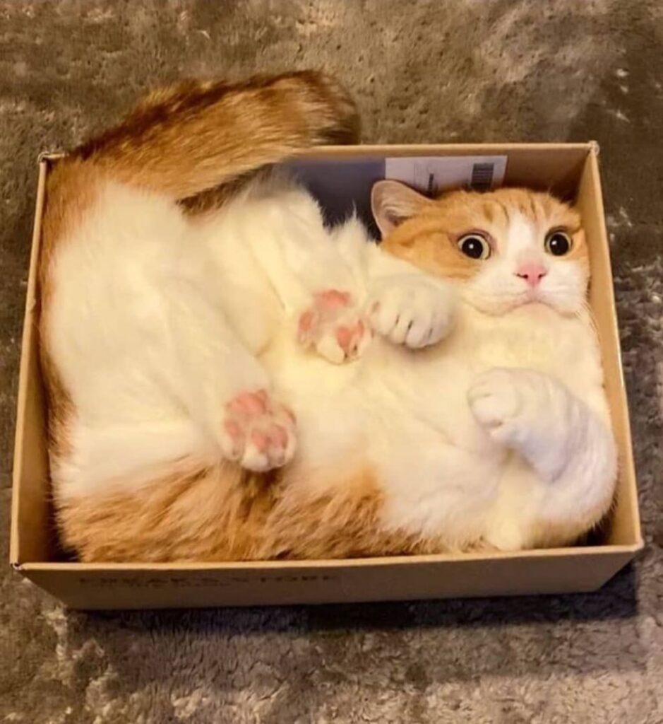 felino nella scatola