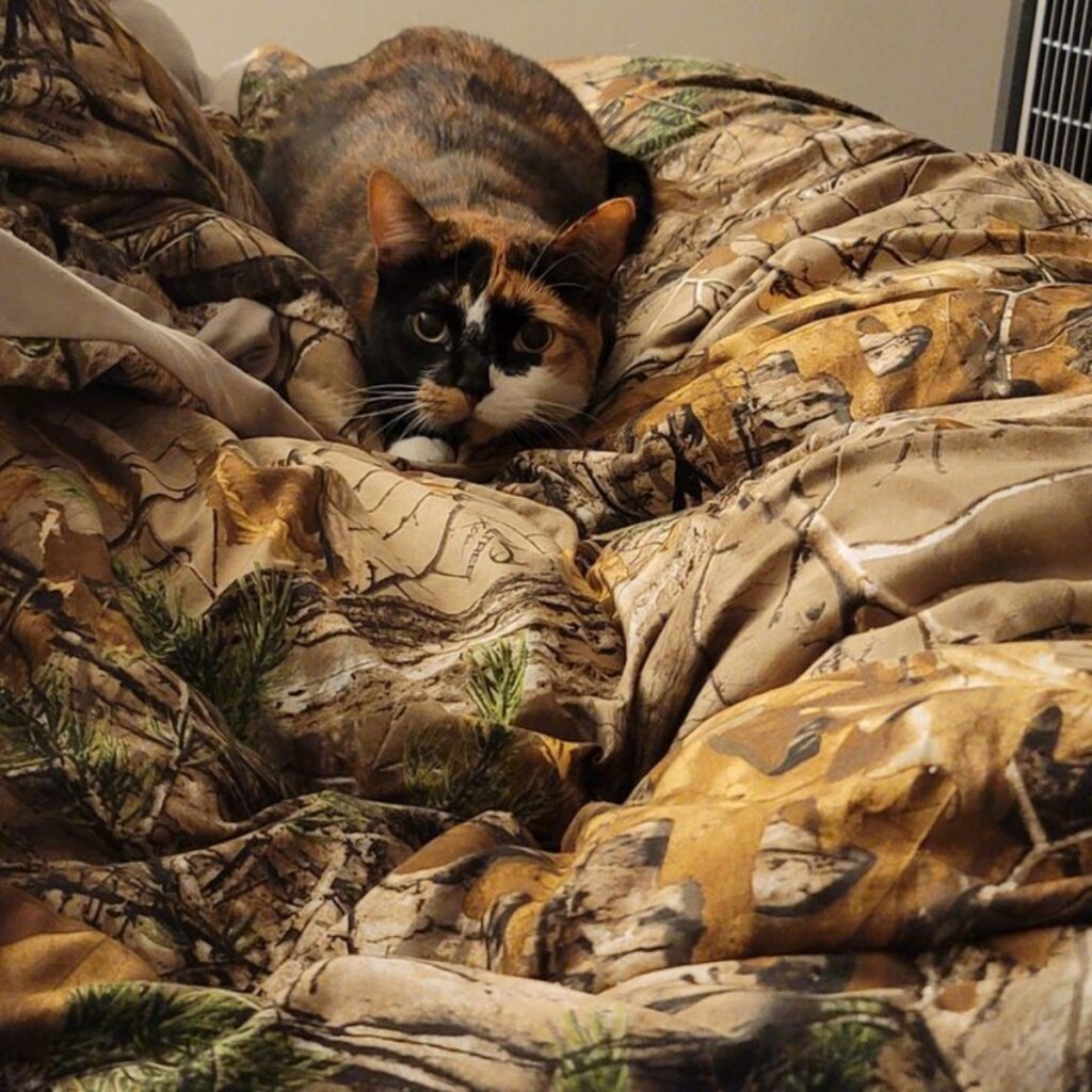 gatto sopra coperta 
