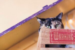 6 foto di gatti esperti nel camuffarsi con l’ambiente