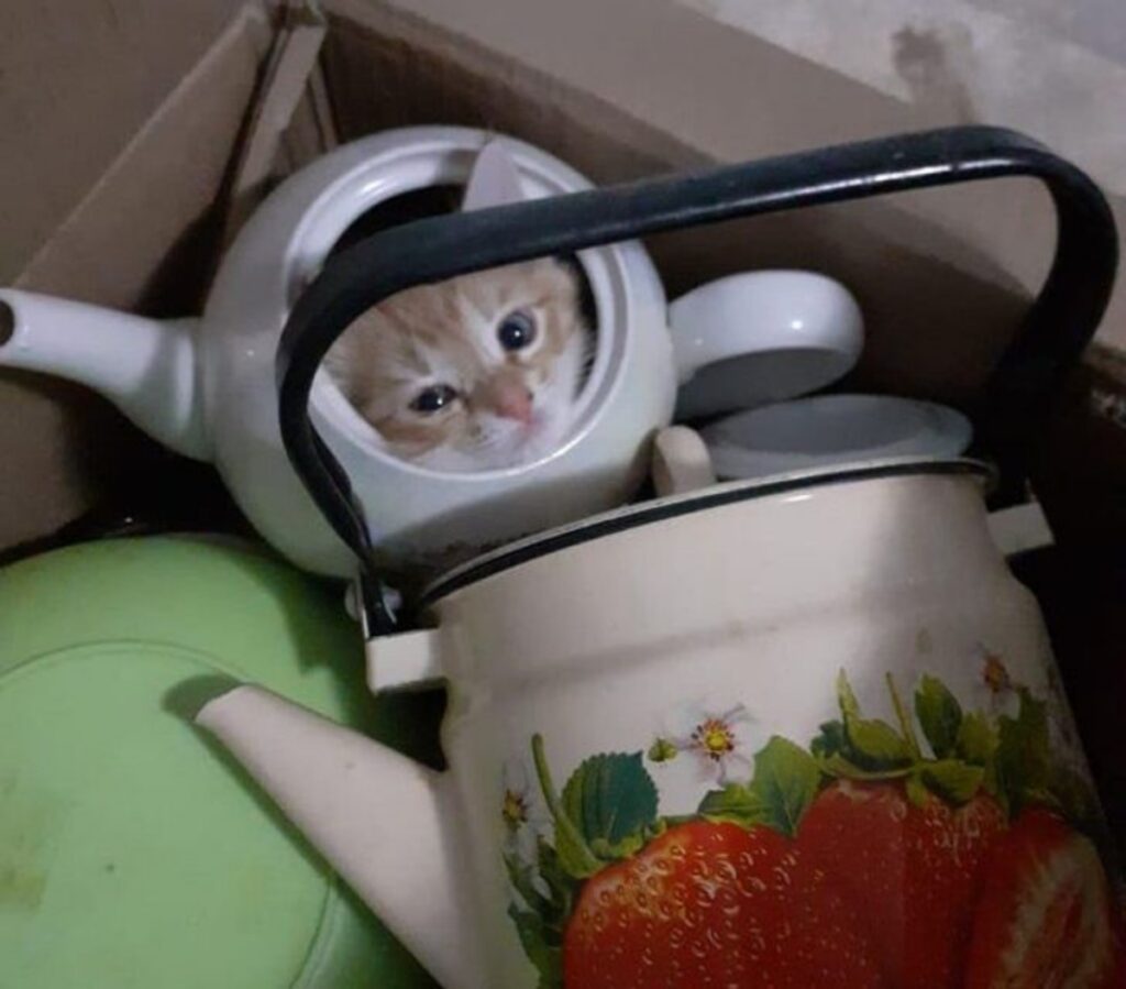 gatto nella tazza