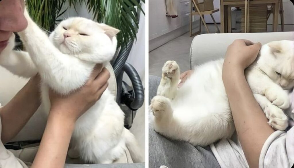 gatto bianco coccole