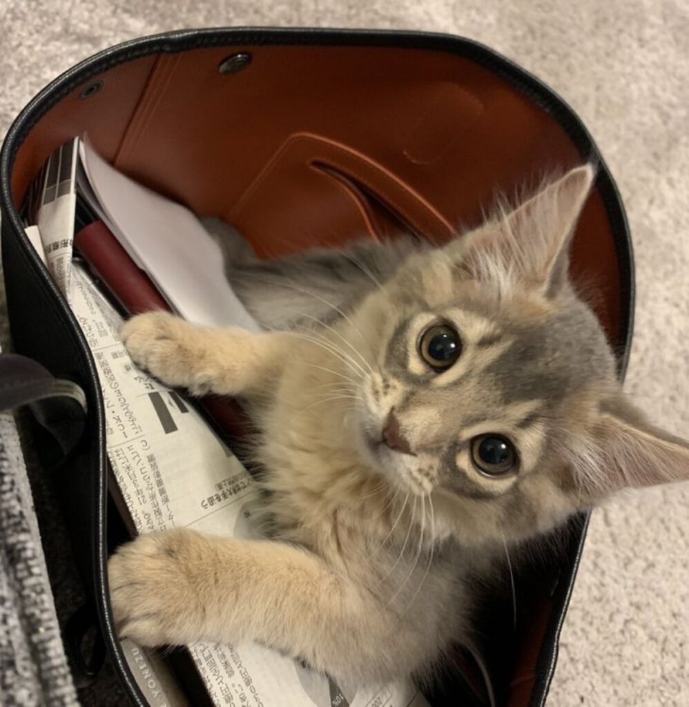 gatto nella borsa