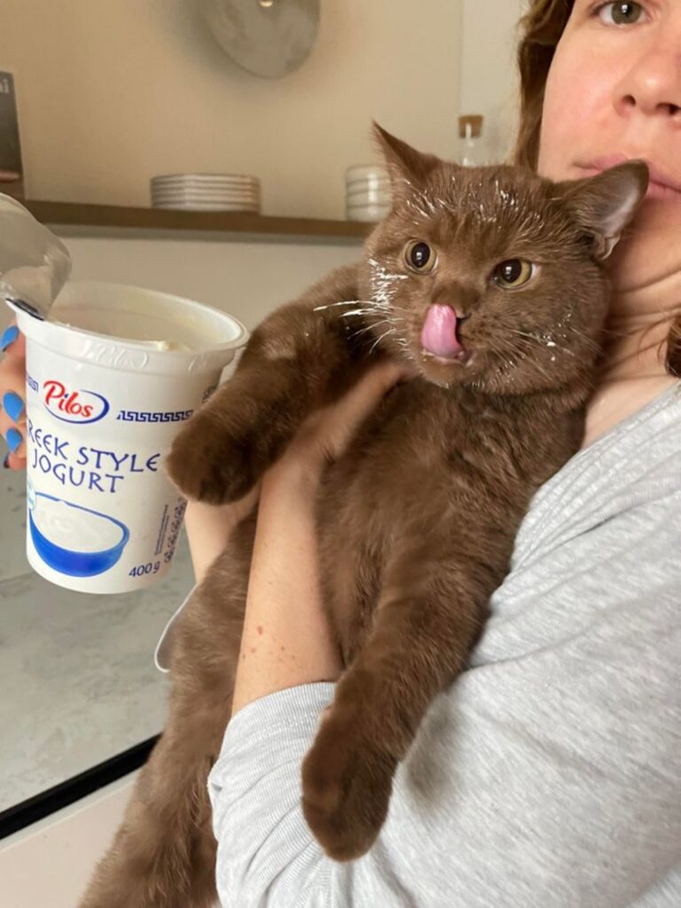 micio vuole yogurt