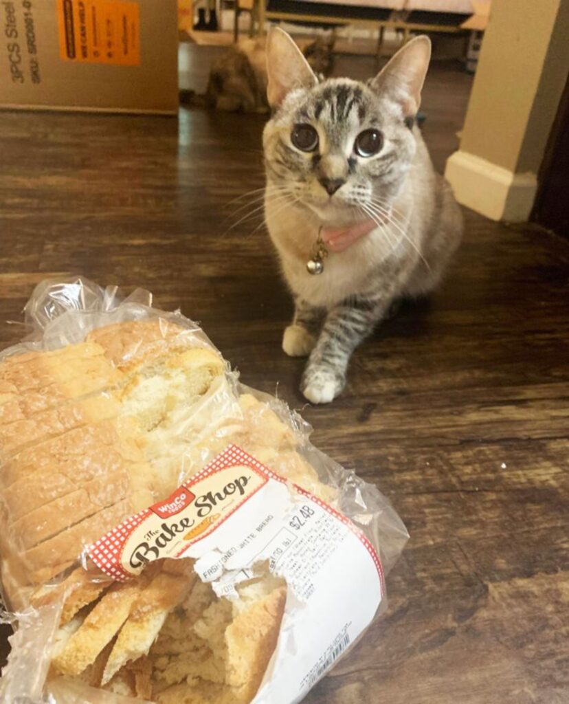 felino pane dispensa