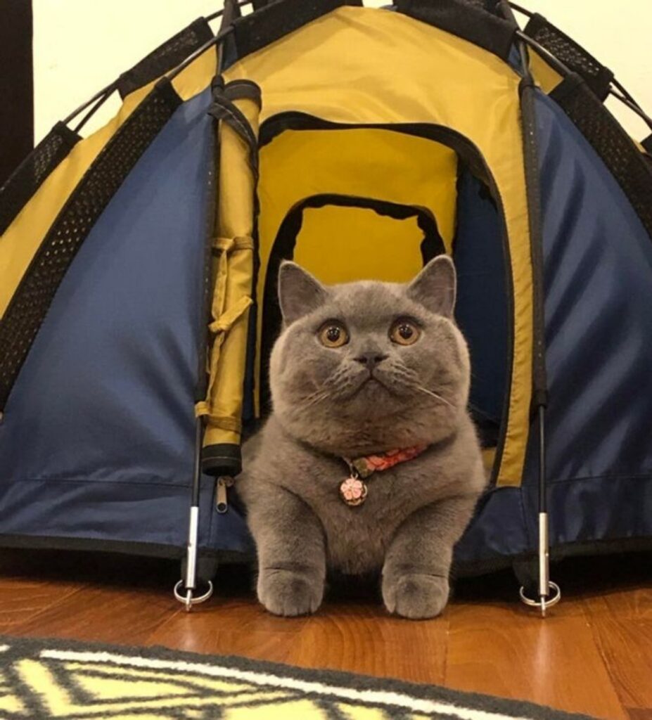 gatto tenda campeggio