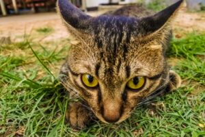 6 foto di gatti trasformati in cartone animato tutte da gustare