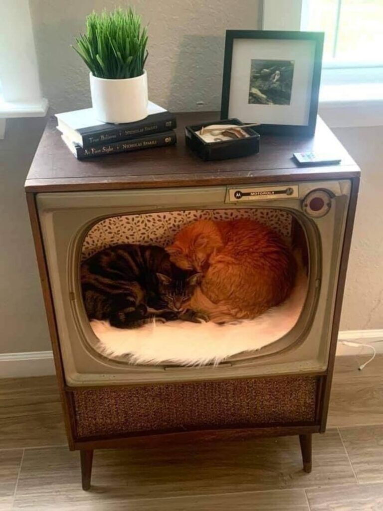 gatti dentro tv