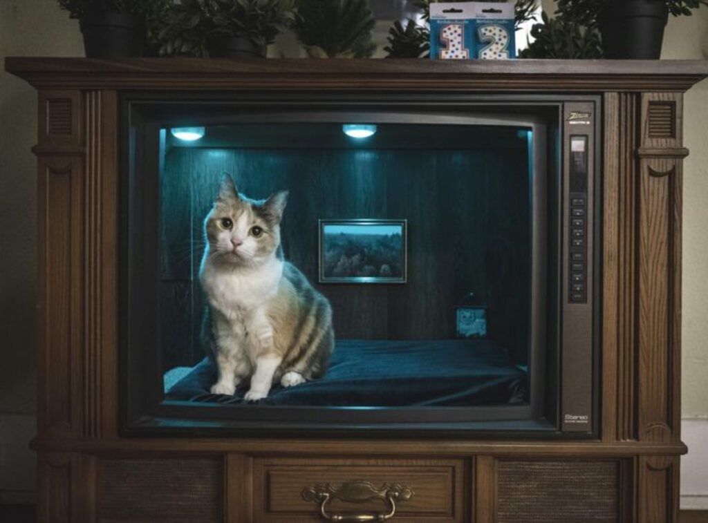 gatto cuccia tv