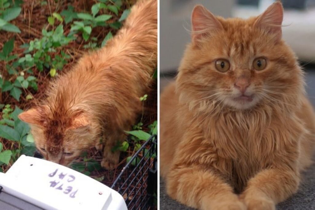 gatto arancione peloso