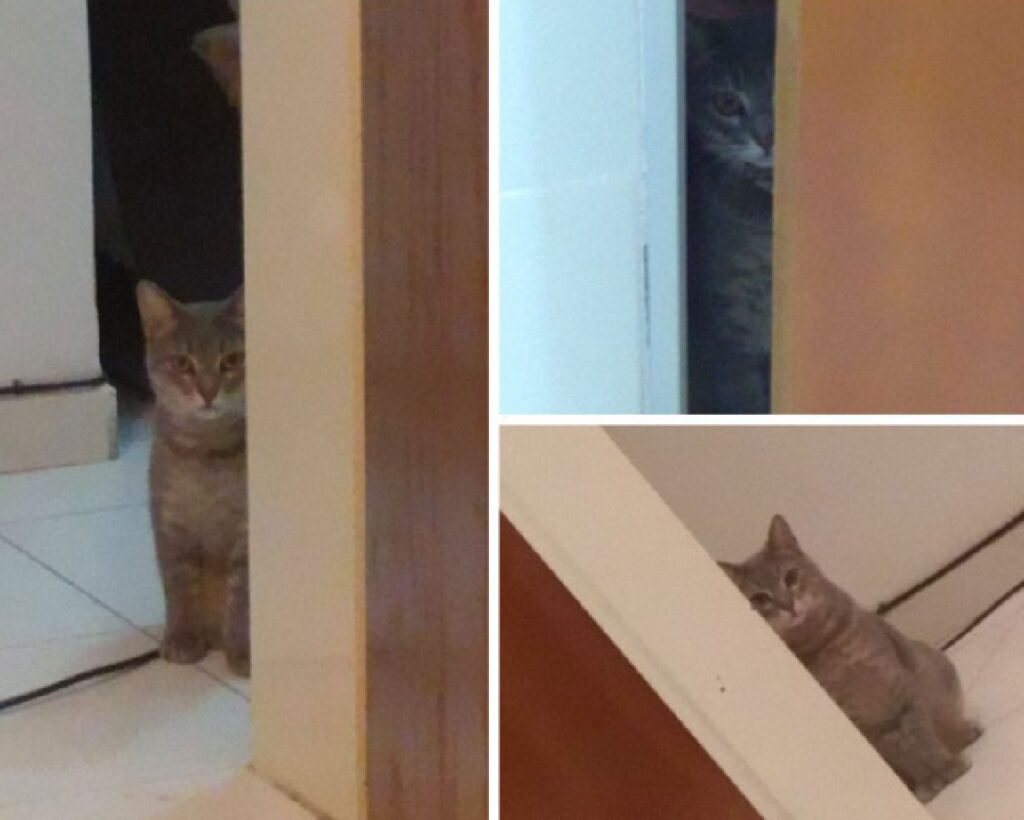 gatto nascosto porte