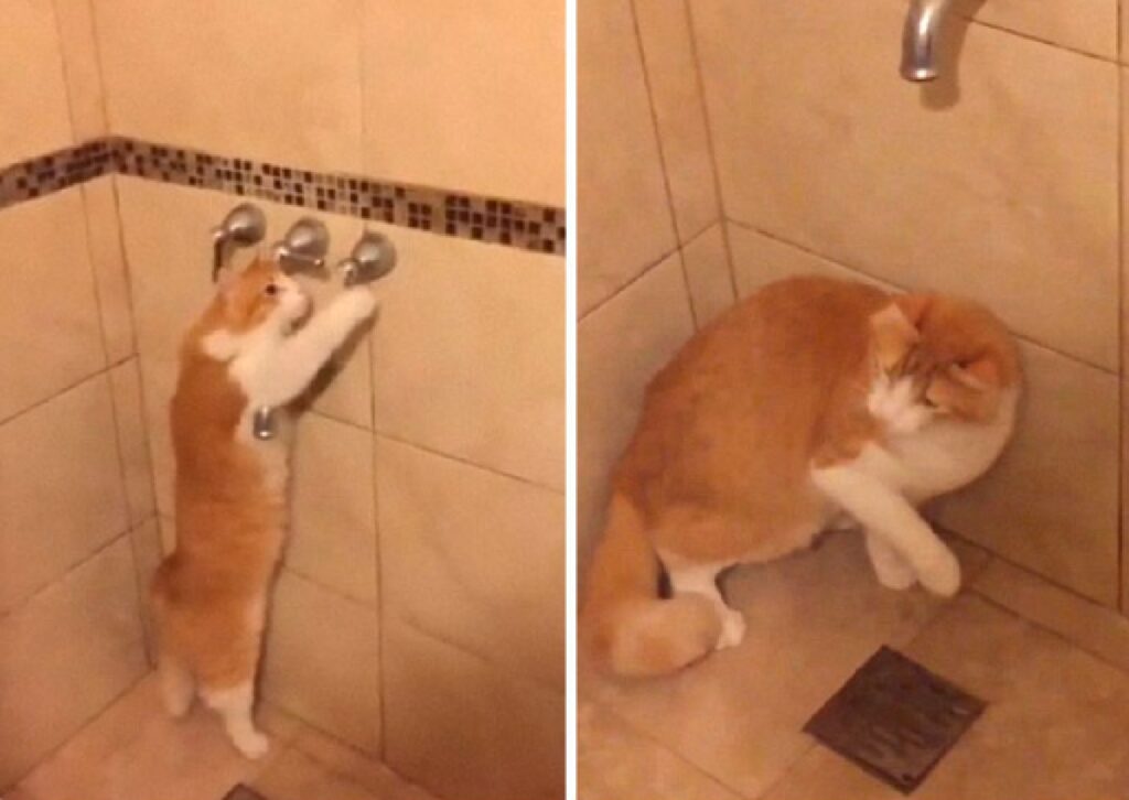 gatto accende acqua doccia