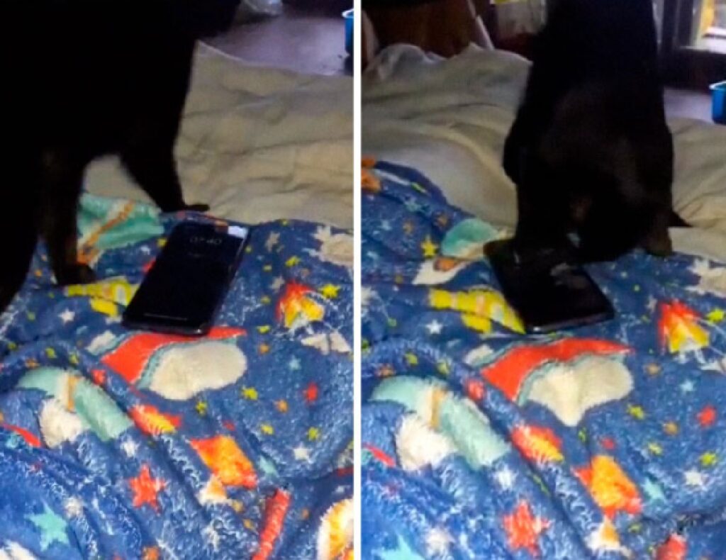 gatto coperta blu telefono nero