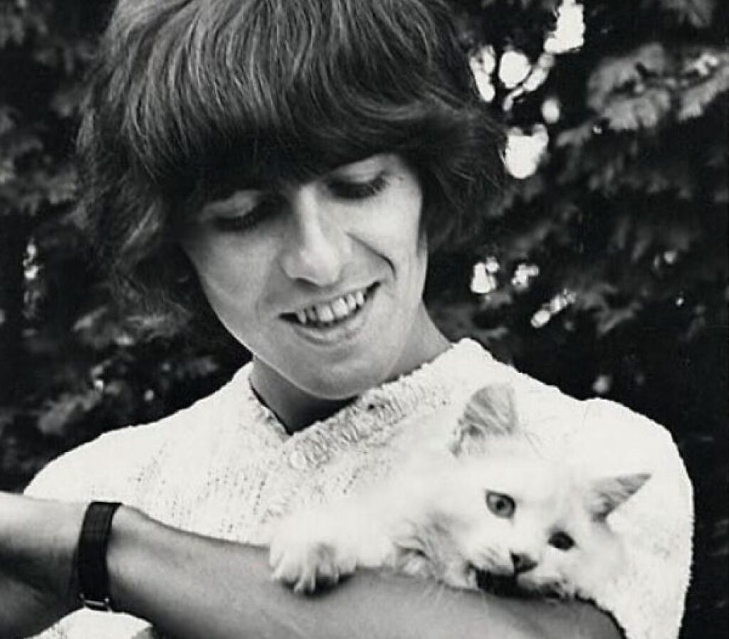 george harrison gatto bianco