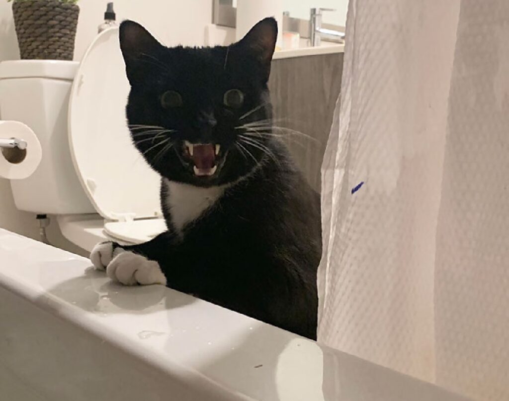 gatto nero urla davanti vasca