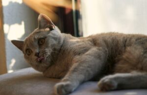 8 foto di gatti che devono obbligatoriamente irrompere nella privacy dei loro umani