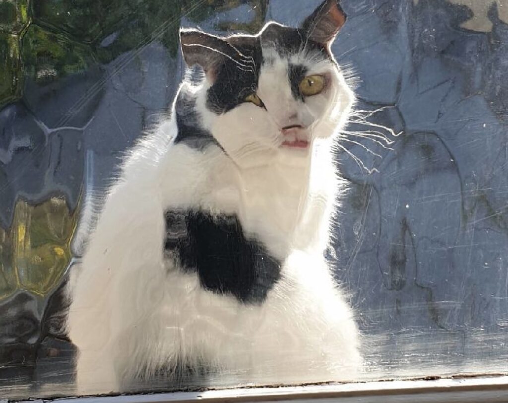 gatto fuori finestra bagno