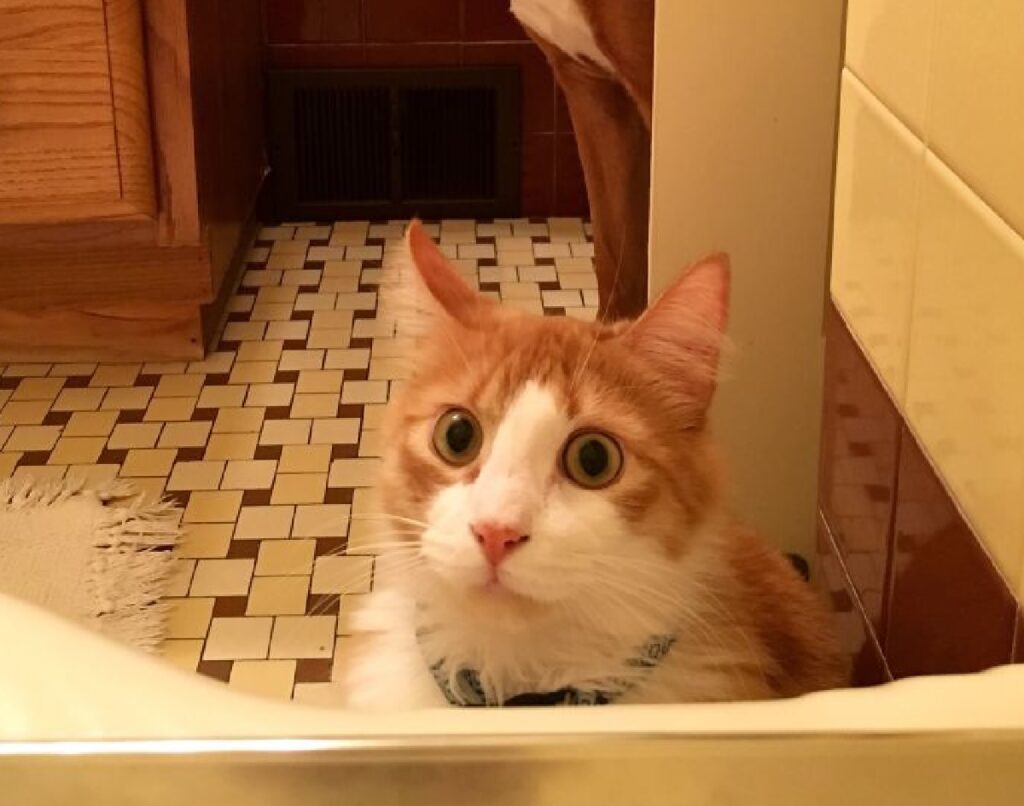 gatto rosso e bianco vicino vasca