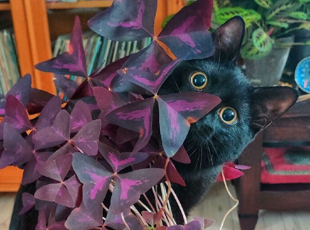 gatto nascosto dietro fiori