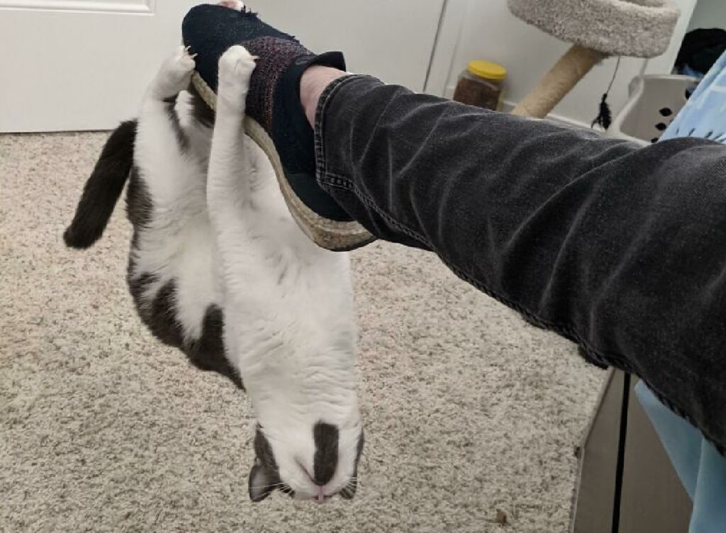 gatto appeso alla gamba