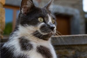 8 foto davvero esilaranti di gatti che falliscono nel tentativo di voler passare inosservati