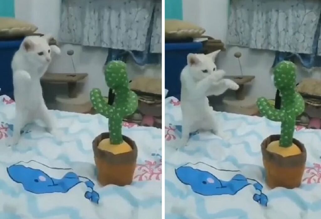 gatto fa a botte con cactus