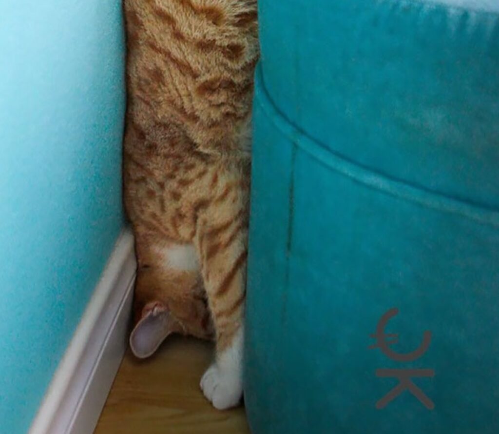 gatto incastrato dietro divano