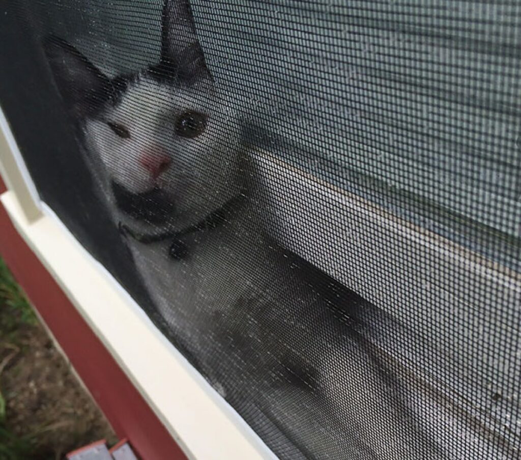 gatto schiacciato zanzariera