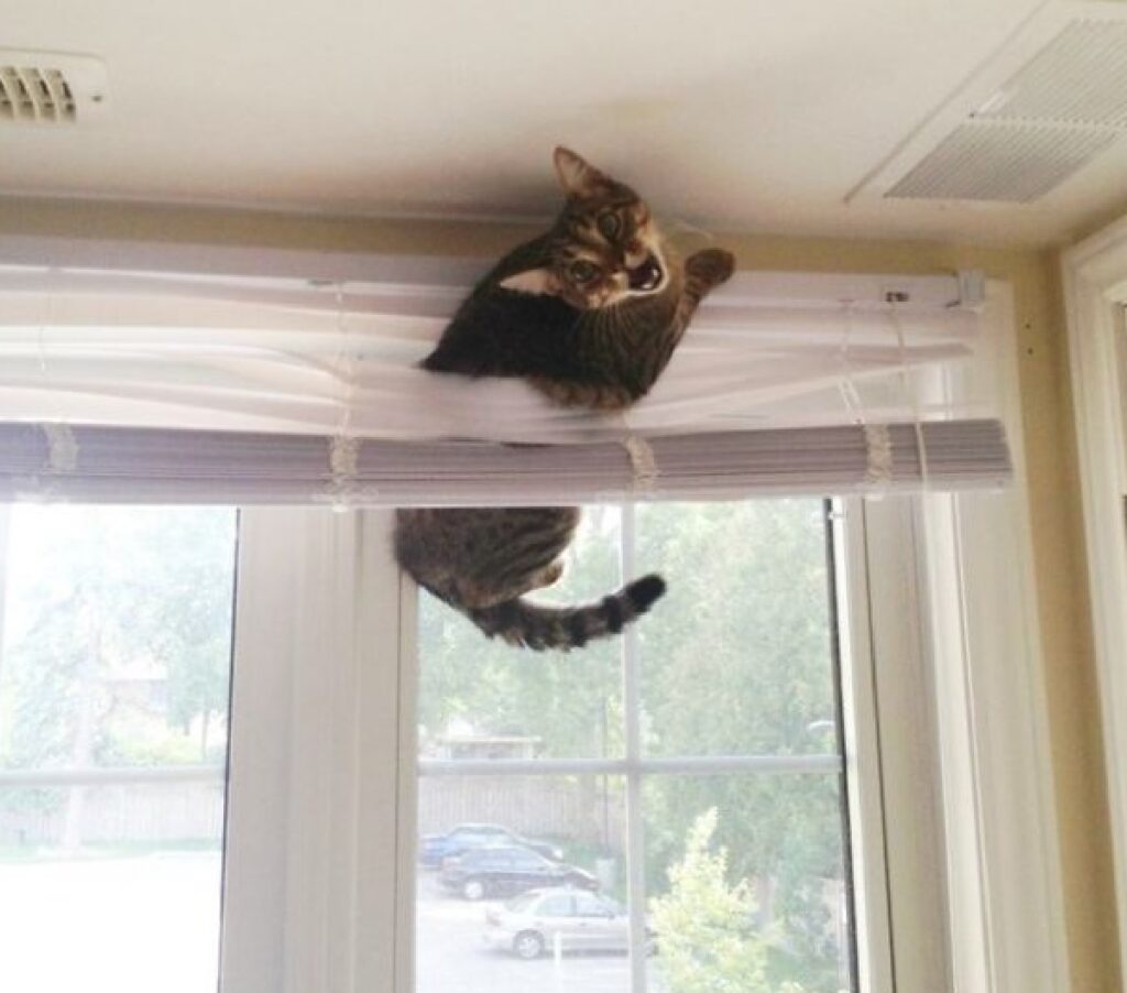 gatto finestra persiana