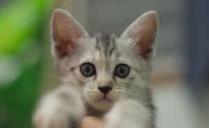8 foto di gatti che finiscono per pentirsi subito dopo aver preso una decisione