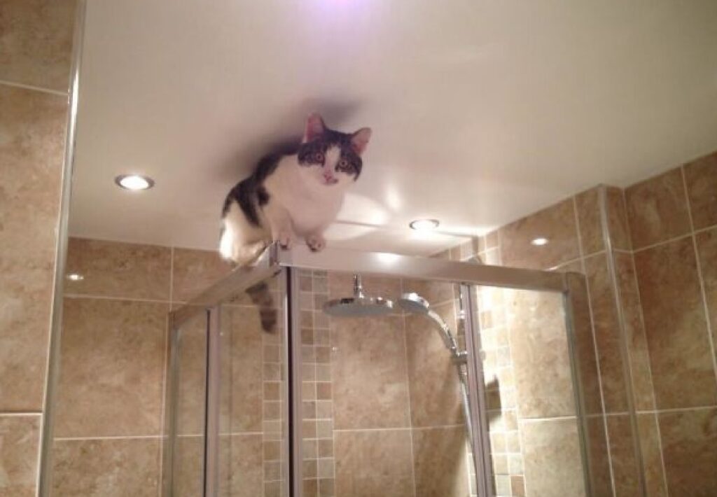 gatto su doccia chiede aiuto
