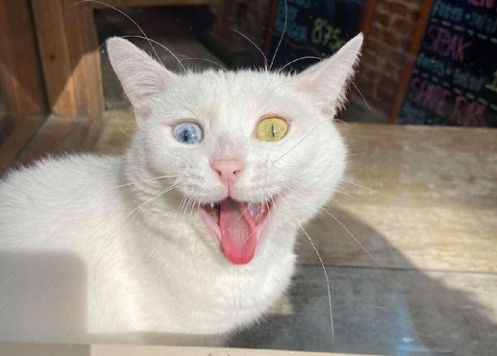 gatto bianco occhi colorati