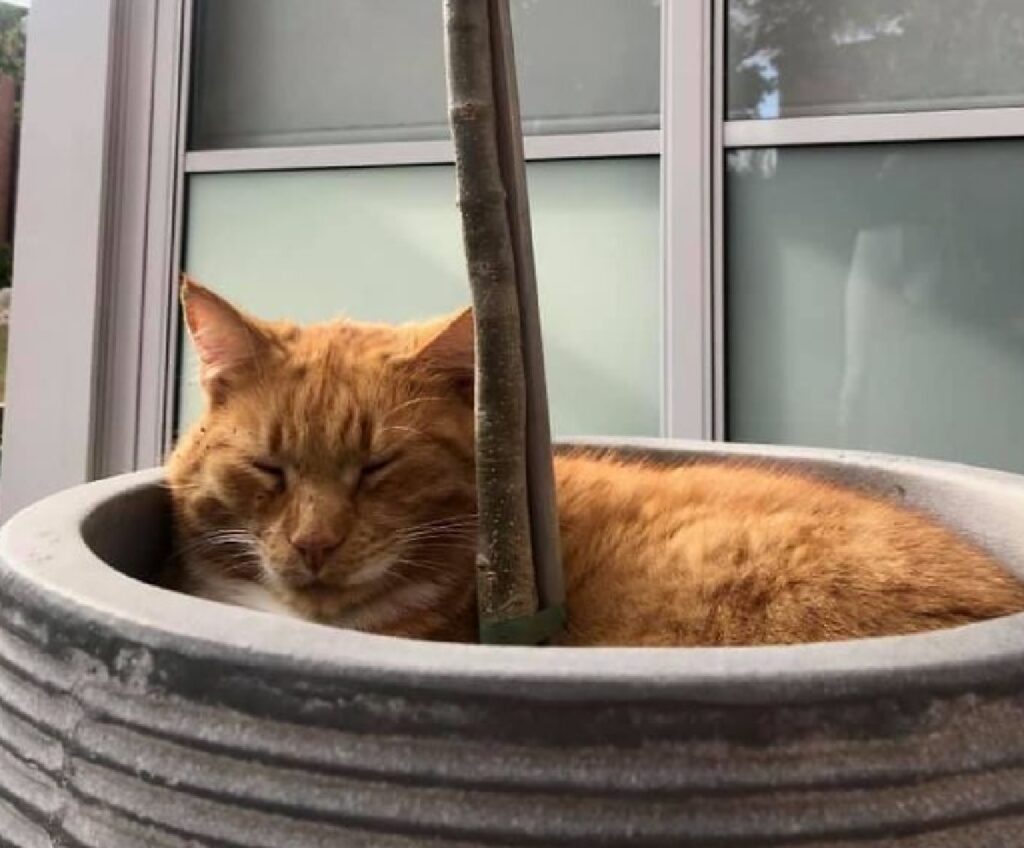 gatto rosso dentro vaso