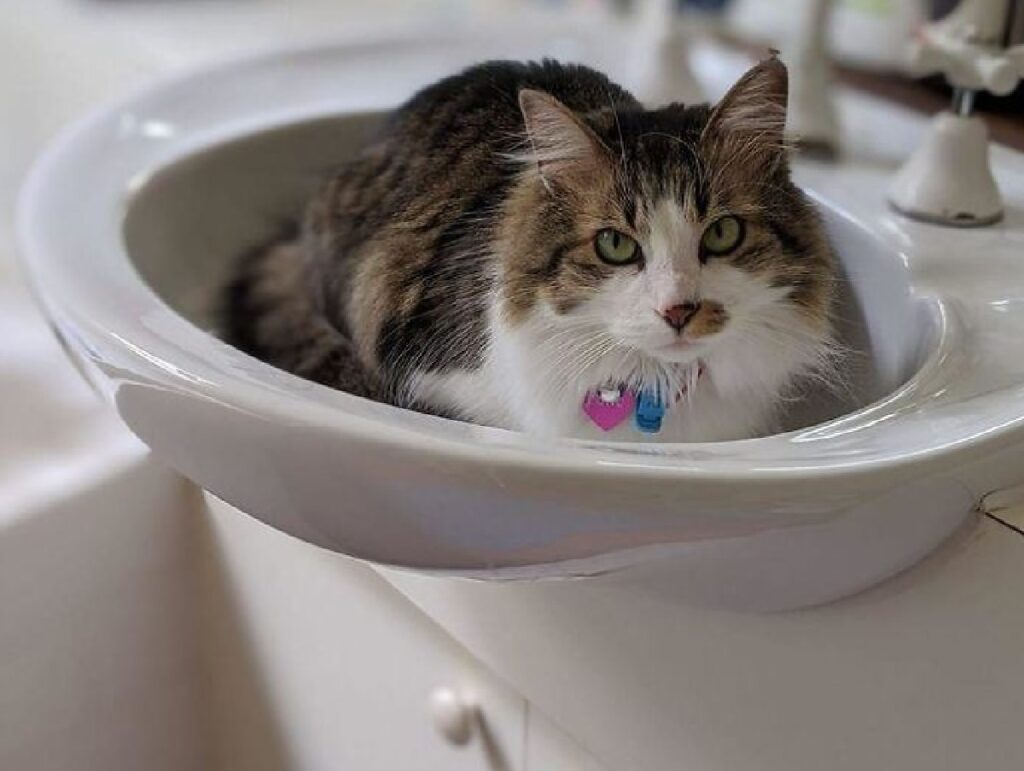 gatto lavandino appartamento