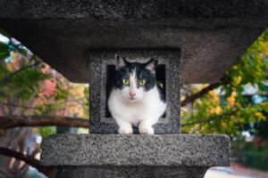 8 foto di gatti che hanno girato il mondo e ancora non ne hanno abbastanza