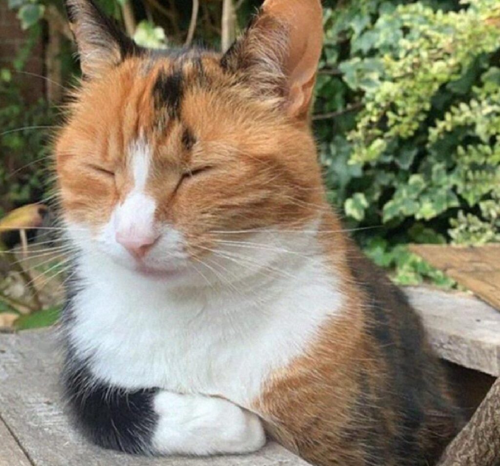 gatto rosso e bianco e nero