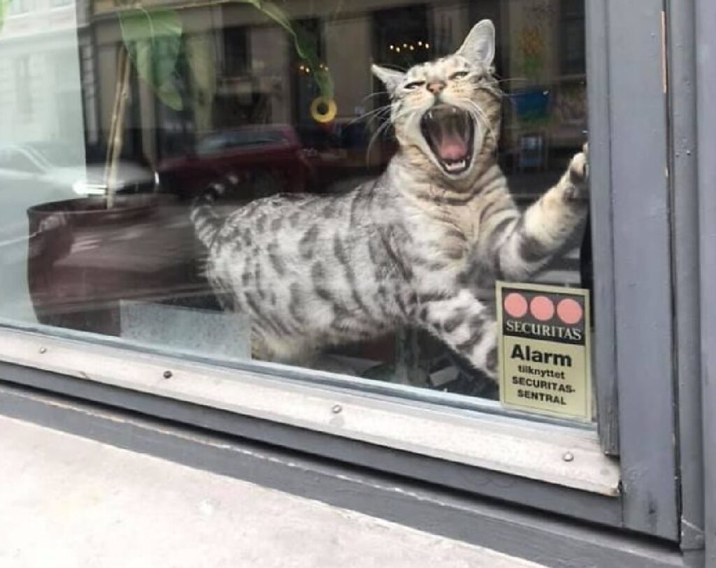 gatto si stende vetrina