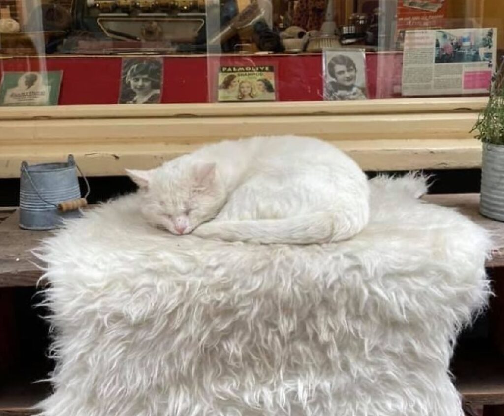 gatto bianco pelliccia stesso colore
