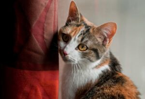 8 foto di gatti che hanno messo “zampa” in ogni luogo possibile ed immaginabile della terra